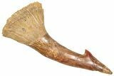 Bargain, Fossil Sawfish (Onchopristis) Rostral Barb - Morocco #366676-1